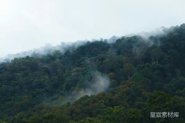 高清摄影 一棵树的森林