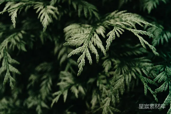 高清摄影 绿色蕨类植物的近景摄影