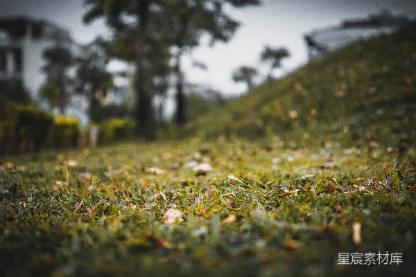 高清摄影 白天绿草遍野