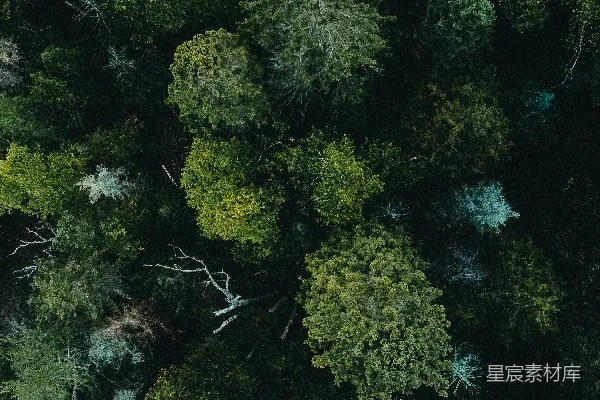 高清摄影 一片森林的空中俯视景象，满是树木。