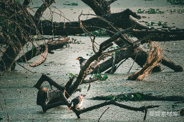高清摄影 一棵倒在沙滩上的枯树