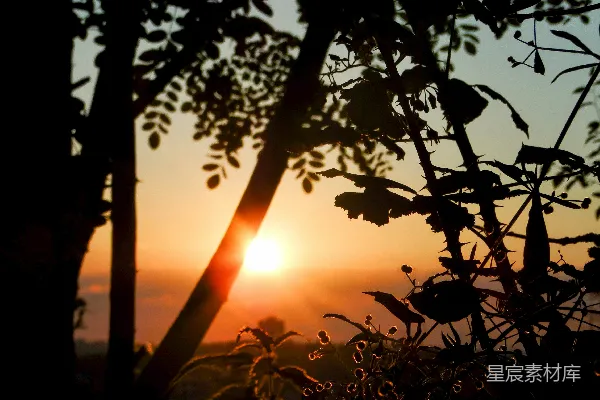 高清摄影 夕阳下的植物轮廓
