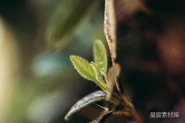 高清摄影 绿叶植物