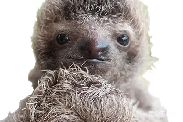 元素素材 sloth