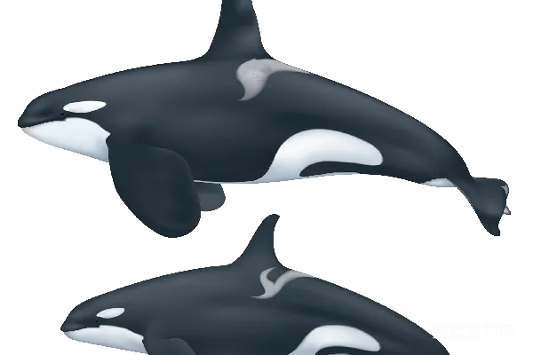 元素素材 PNG