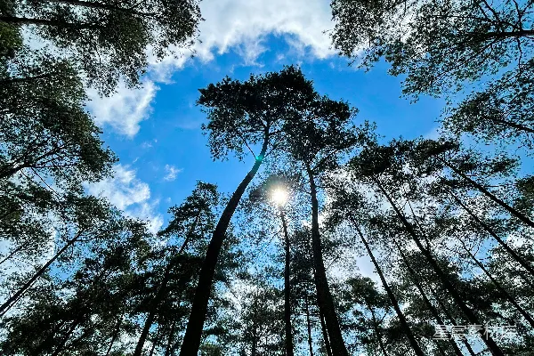 高清摄影 透过一排高树看天空的景象