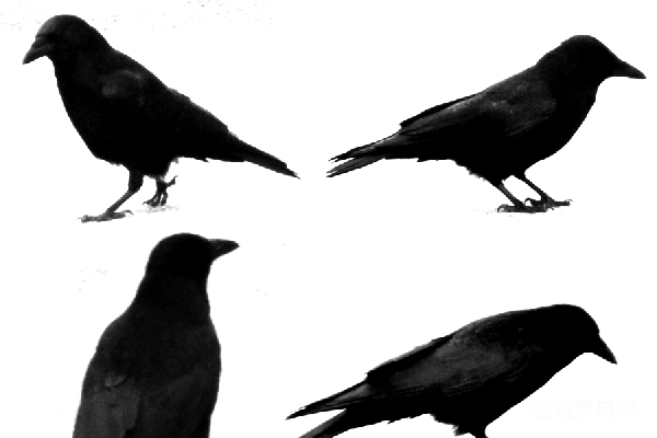 元素素材 透明