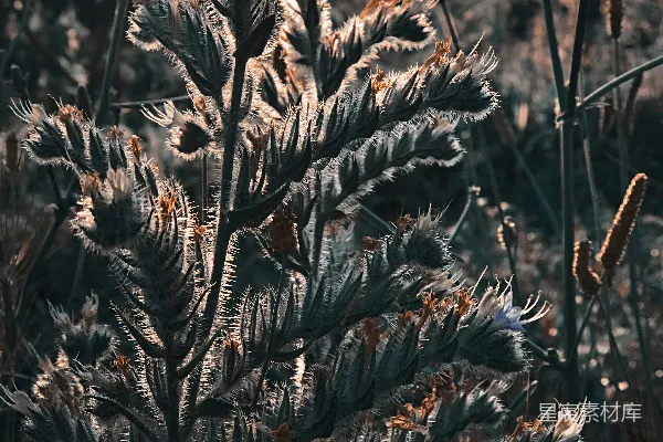 高清摄影 绿叶植物