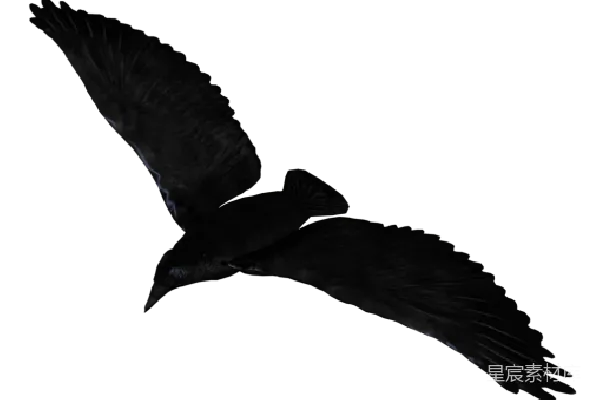 元素素材 夜幕中飞翔的乌鸦