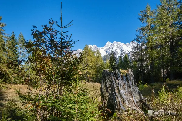 高清摄影 田野中的树桩，背景是山峦。
