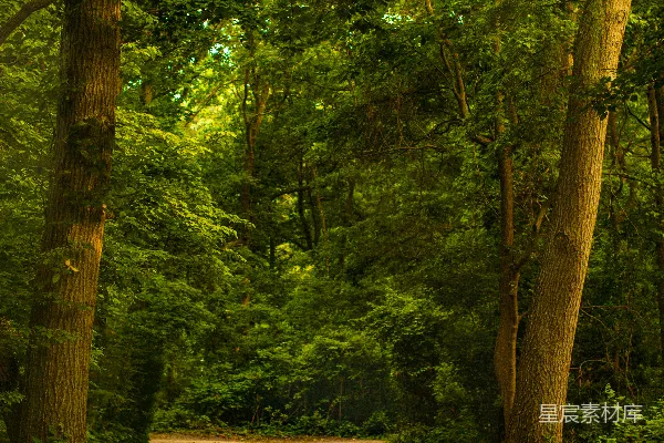 高清摄影 森林中一条泥泞的道路