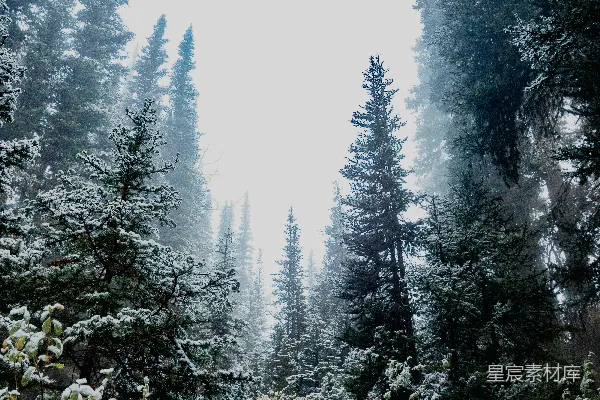 高清摄影 覆盖着白雪的森林里充满了树木。