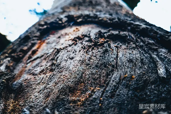 高清摄影 一棵树干的特写照片，背景是天空。