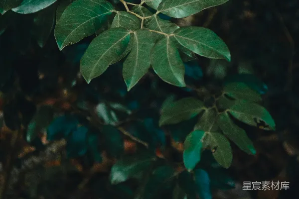 高清摄影 深绿色的叶子置于模糊的阴影背景之上。