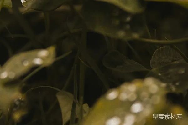 高清摄影 植物上近景，附有水珠