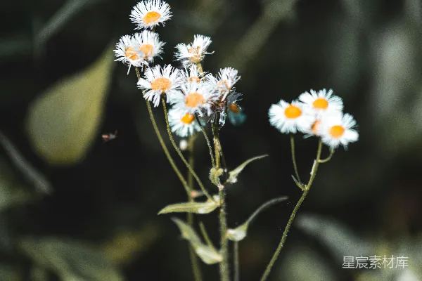 高清摄影 一片花丛中的一束雏菊的特写镜头