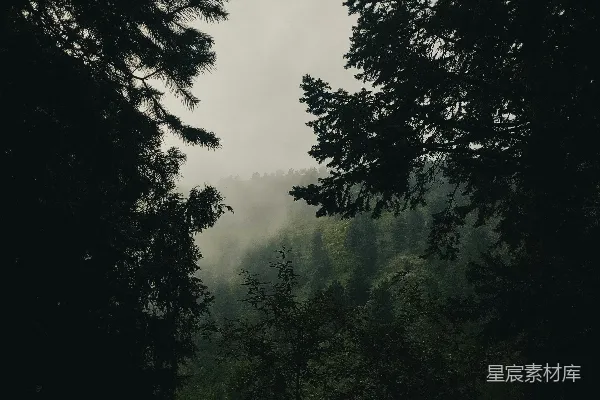 高清摄影 一片绿树丛生的森林