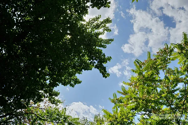 高清摄影 路中间一棵树上有个停车标志
