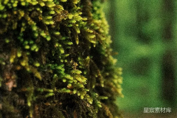 高清摄影 树干上长满的苔藓特写