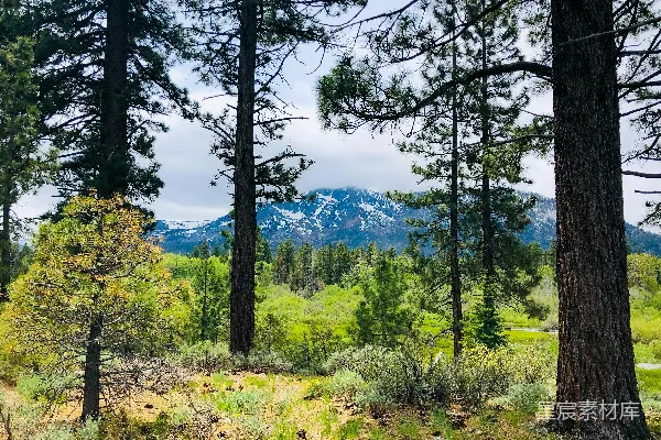 高清摄影 背景中有树木和山峰的森林