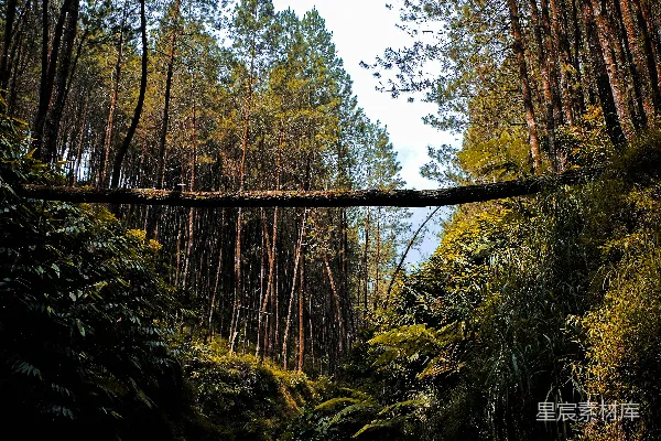 高清摄影 棕色木桥跨过河流