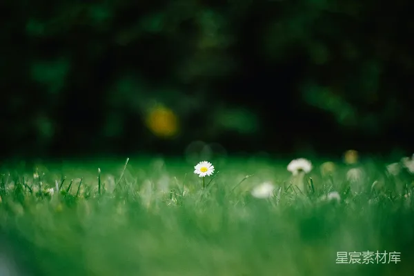 高清摄影 一朵白花坐在一片绿色田野的中间。