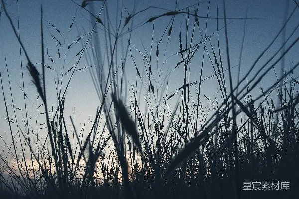高清摄影 背景是夕阳下的草甸