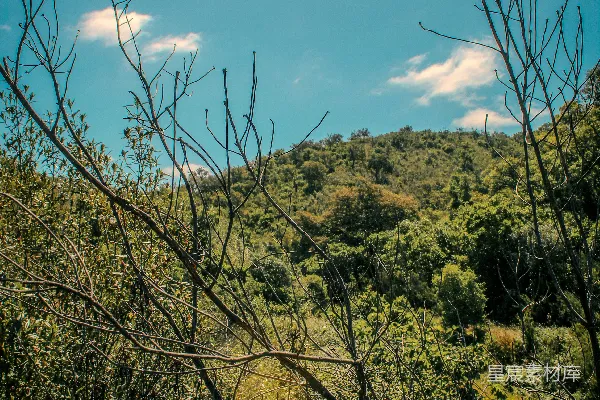 高清摄影 阳光下的绿色山坡上有一片干枯的树枝。
