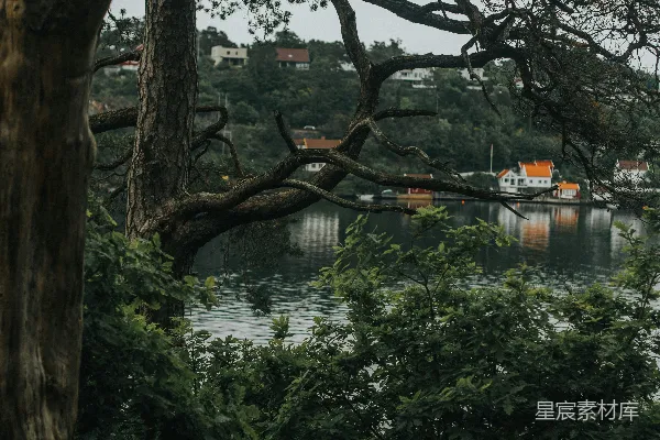 高清摄影 树旁有一片水域