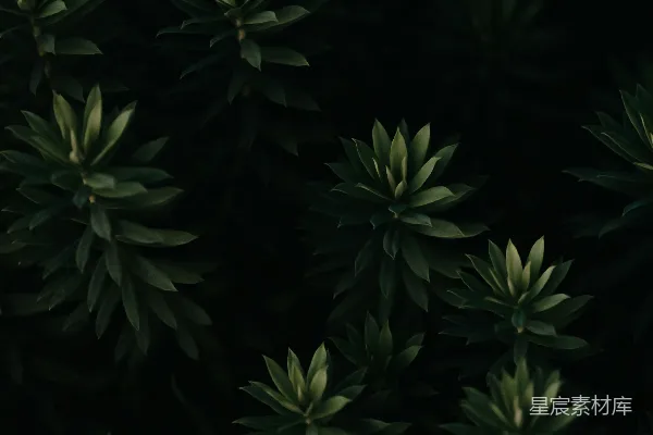 高清摄影 绿色叶片的特写摄影