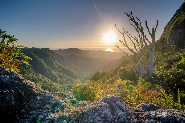 高清摄影 夕阳下白色的木制树环绕着一片草地。