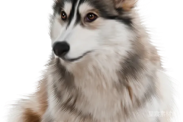 元素素材 husky
