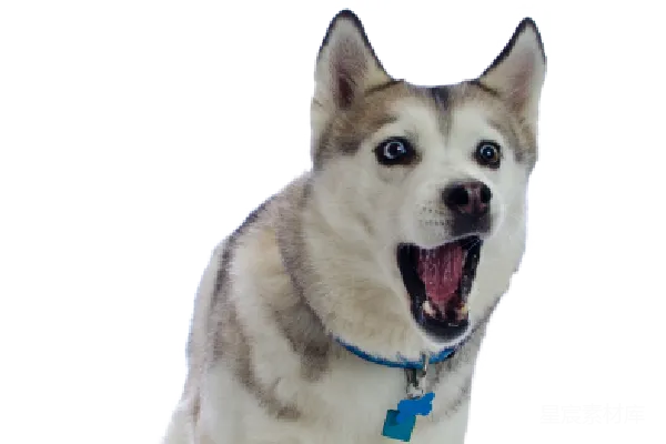 元素素材 husky