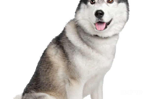元素素材 husky