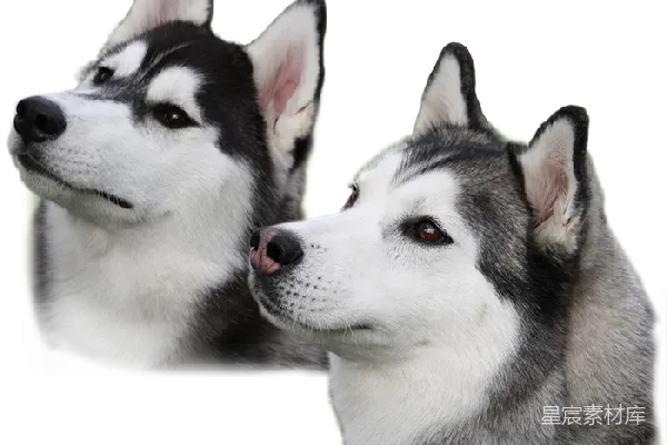 元素素材 husky