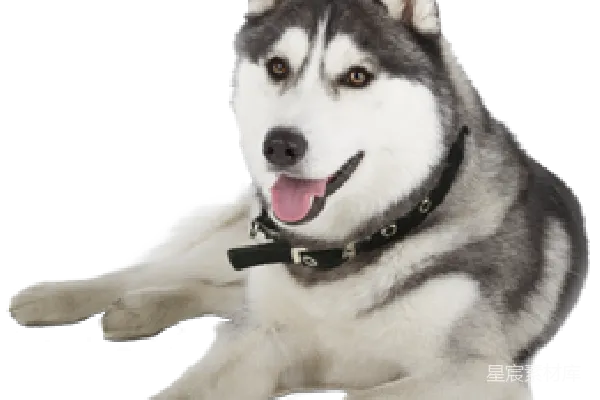 元素素材 哈士奇犬的温馨时刻