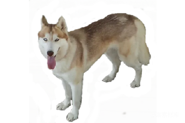 元素素材 雪橇犬的活力瞬间