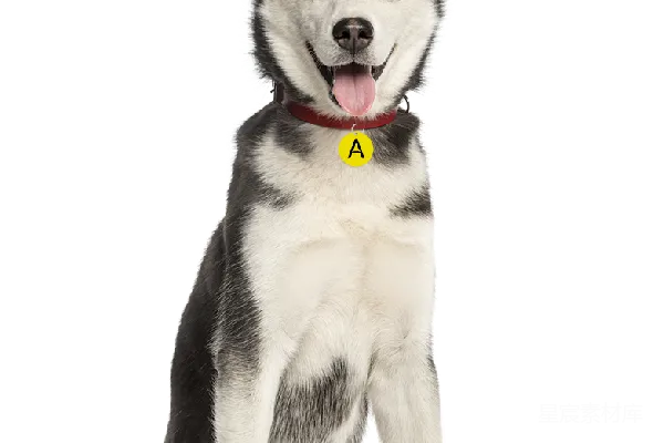 元素素材 husky