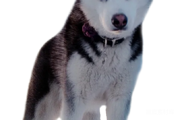 元素素材 husky