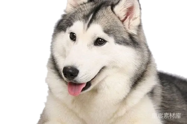元素素材 husky