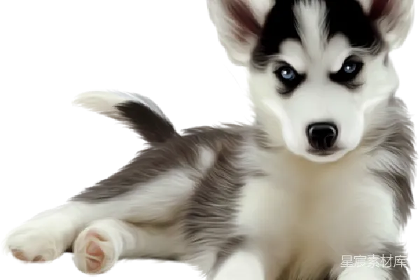 元素素材 husky