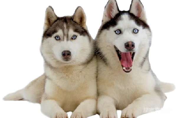 元素素材 husky