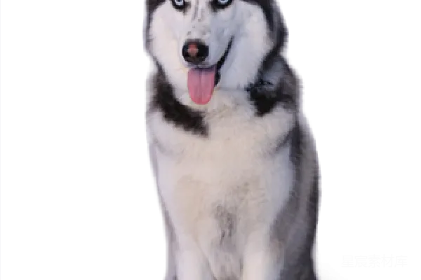 元素素材 husky