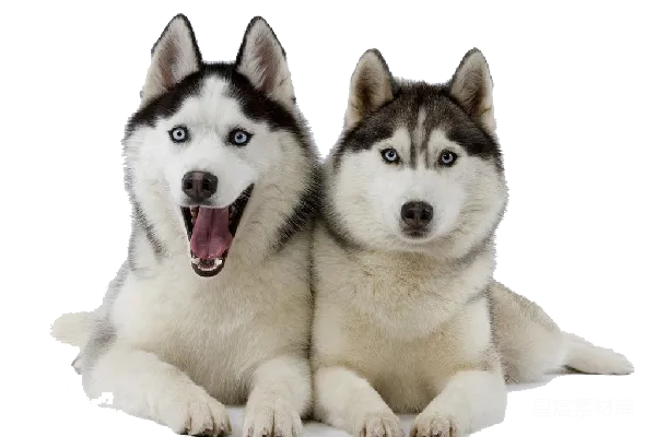 元素素材 husky
