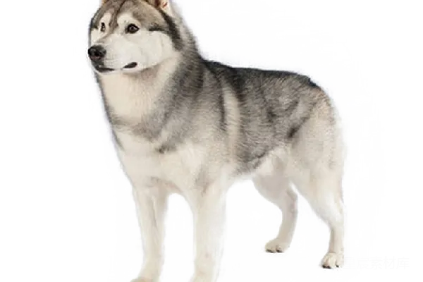元素素材 husky