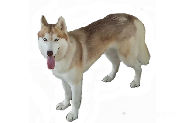 元素素材 husky
