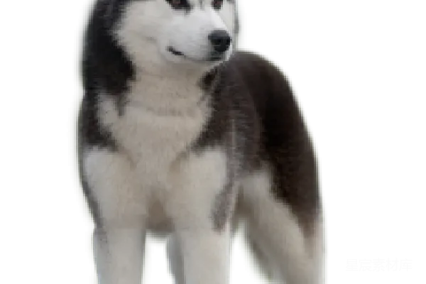 元素素材 husky