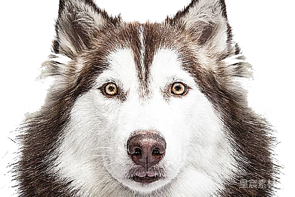 元素素材 husky