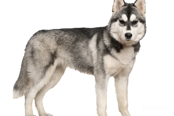 元素素材 husky