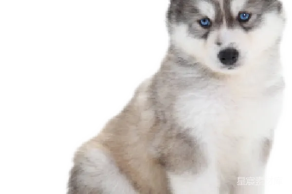元素素材 husky